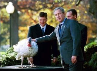 bushandturkey.jpg